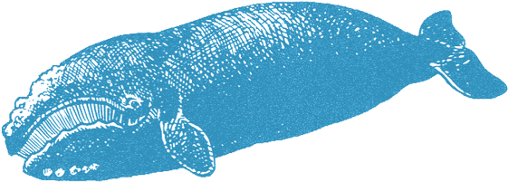 North Atlantic Right Whale (560x300), Png Download