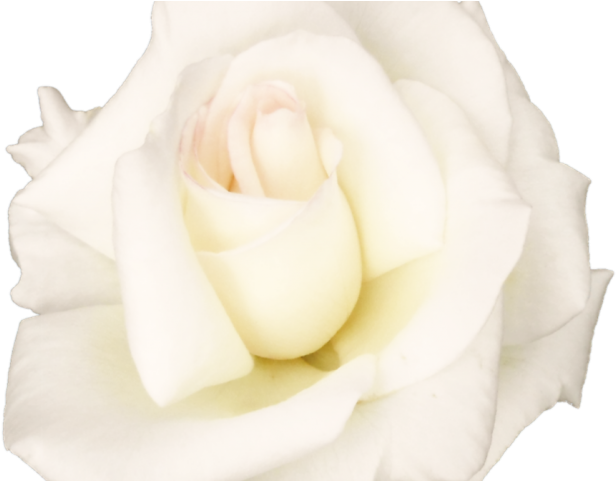 White Rose Png Transparent Images - Portable Network Graphics (640x480), Png Download