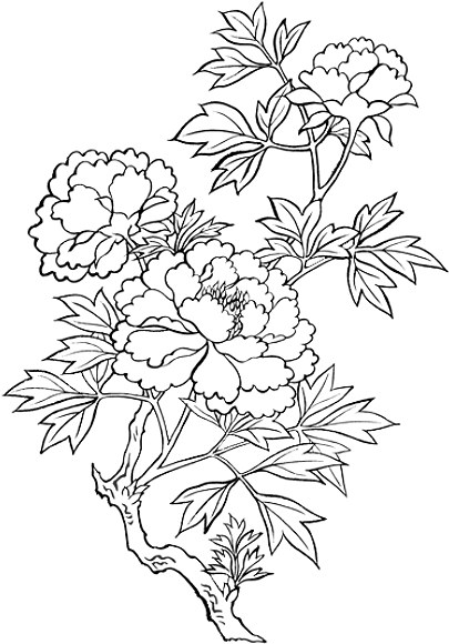 Flower Png Doodle Pack - Peony Drawing Transparent (436x600), Png Download
