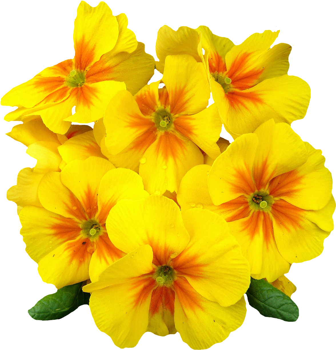 Png Format Images Of Flowers - Transparent Background Yellow Flowers Png (1300x1344), Png Download