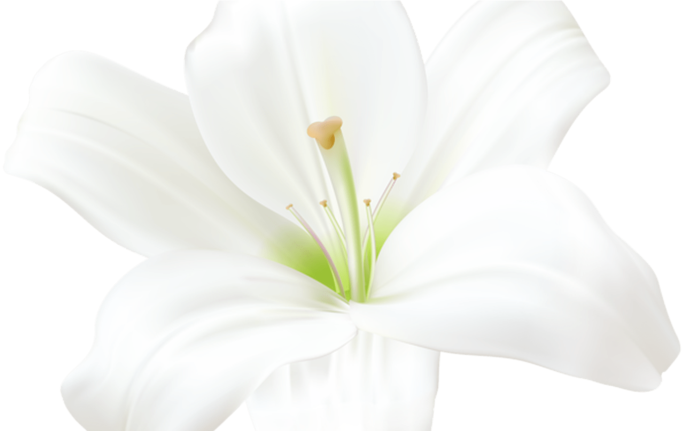 White Lily Png Clip Art Image Flores Imagenes Pinterest - Lily (1368x855), Png Download