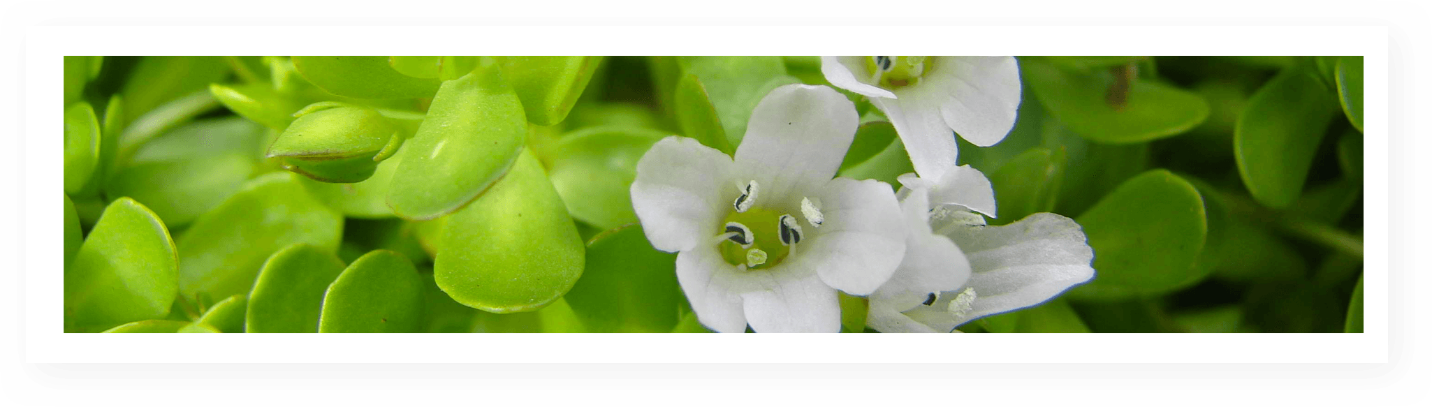 Bacopa Monnieri Leaf & Herbal Extract The Most Powerful - Water Hyssop (2050x583), Png Download