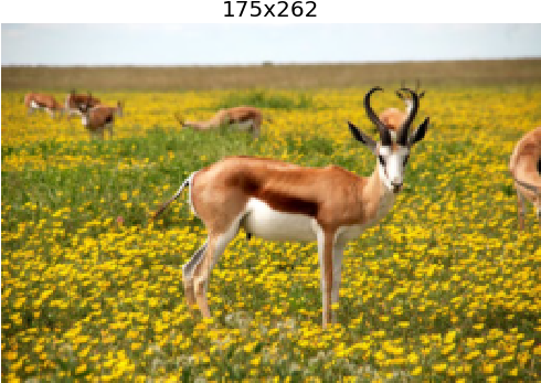 A2 - Animal Picture Of Nature (532x378), Png Download
