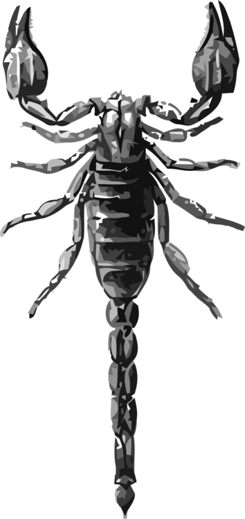 Scorpion Black And White Drawing Insect Grayscale - Animated Scorpion (354x750), Png Download