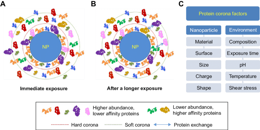 The Formation Of Protein Corona And Exchange Of Adsorbed - Hard Soft Protein Corona (850x428), Png Download
