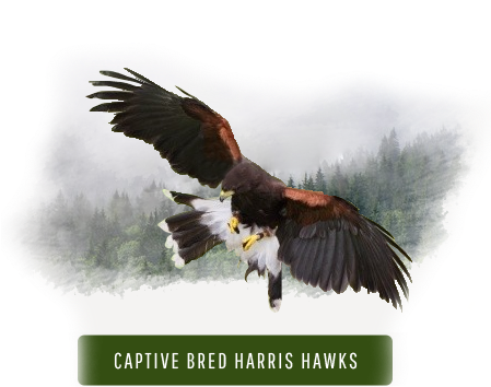 Providing Quality Falconry Equipment - Harris's Hawk (448x361), Png Download