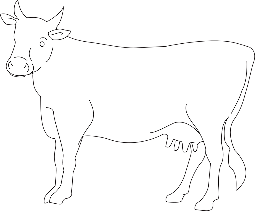 White Cow Png Photo - Cow Drawing Side View (870x720), Png Download