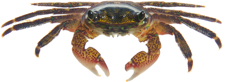 Striped Shore Crab - Shore Crab Png (800x533), Png Download