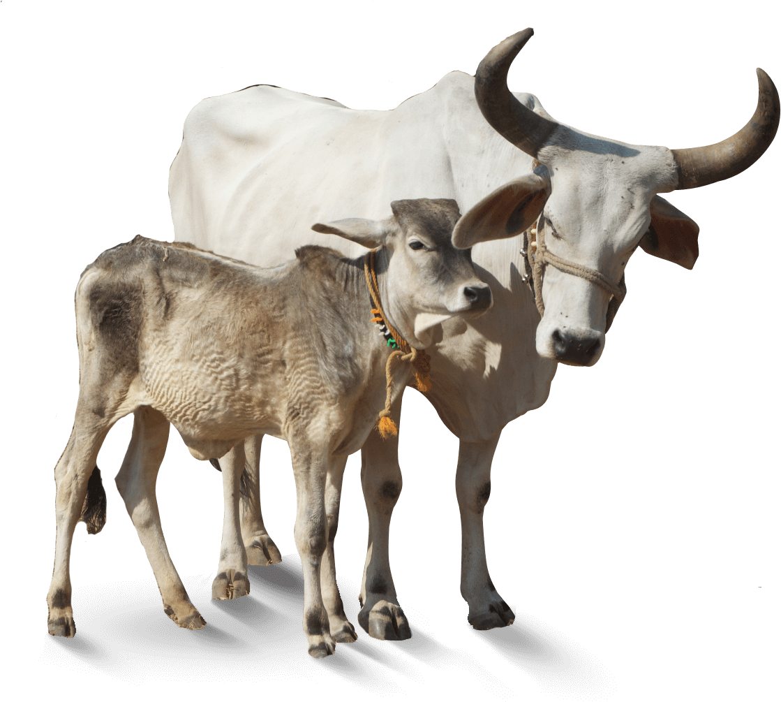 Cow-breeds - Indian Cow Hd Png (1118x1022), Png Download