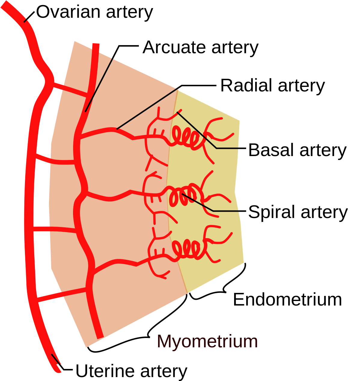 Uterine Artery Branches (1200x1317), Png Download