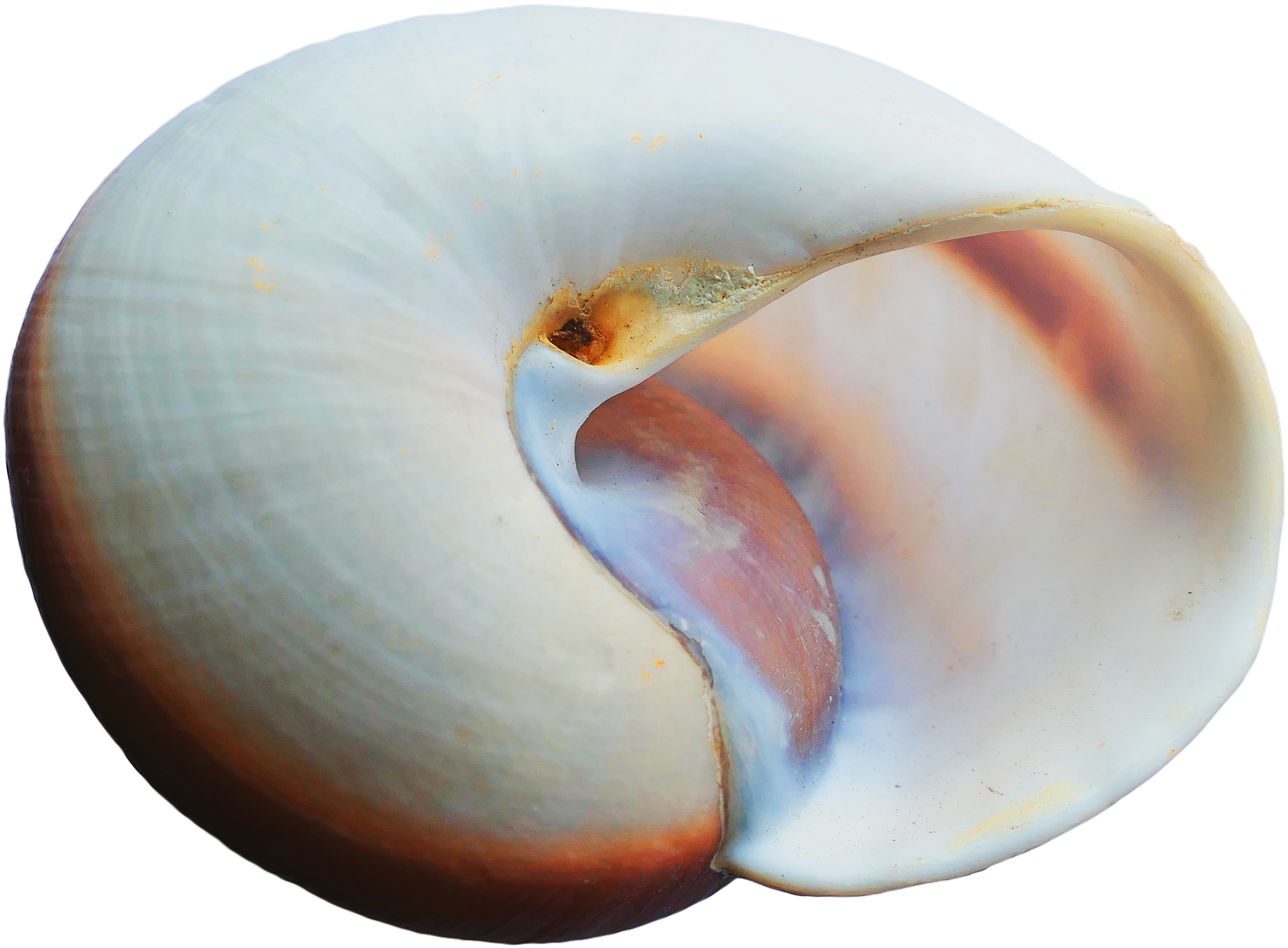 Free Png Sea Shell Png Images Transparent - Portable Network Graphics (850x648), Png Download