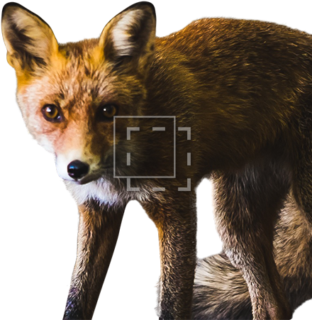Parent Category - Red Fox (450x450), Png Download