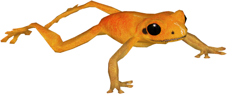 Golden Poison Frog 5 - Golden Poison Dart Frog Png (778x778), Png Download