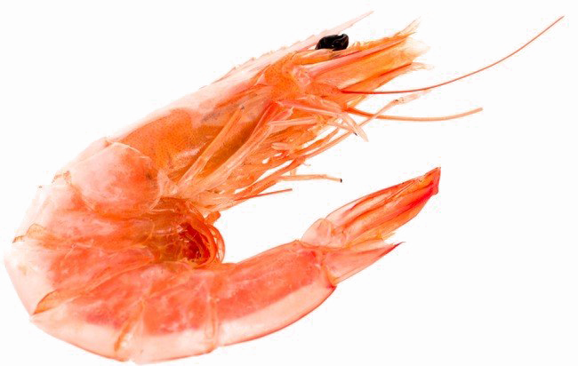 Shrimp Transparent Image - Shrimp Png (650x412), Png Download