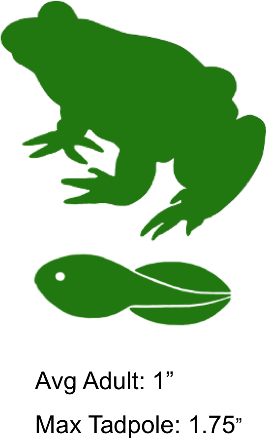 The Shaded Region Represents The Range Of The Southern - River (543x904), Png Download