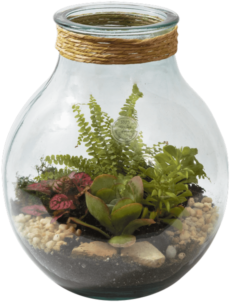 Succulent Terrarium Large • - Aquarium (500x611), Png Download