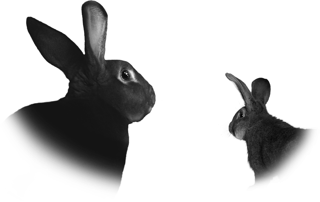 Read More - Domestic Rabbit (1050x664), Png Download