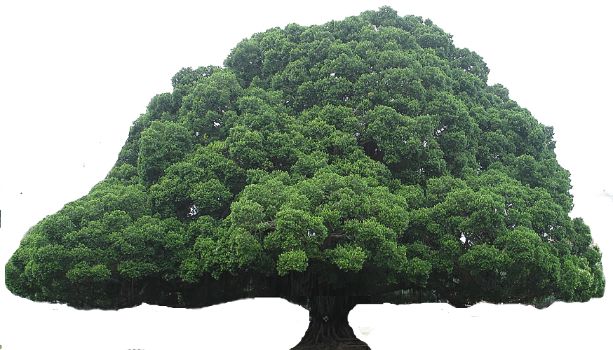 Tree Clipart - National Cheng Kung University, Banyan Garden (874x500), Png Download