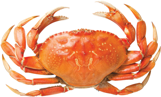 Dungeness Crab - Whole Cooked - Dungeness Crab (600x363), Png Download
