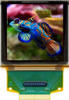 Rare Freshwater Fish For Aquarium (334x452), Png Download