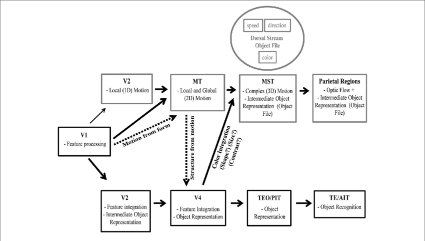 Visual Processing Along The Ventral Stream Is Depicted - Representation As Proces (850x483), Png Download