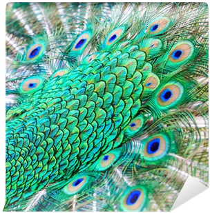 Feather (400x400), Png Download