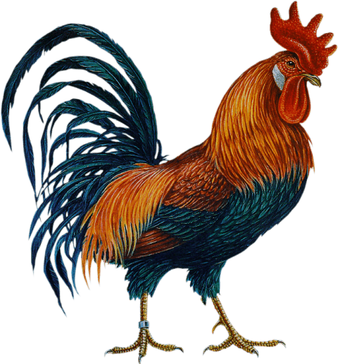 Free Png Cock Png Images Transparent - Cock Png (480x517), Png Download
