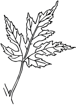 Lobed - Canadian Silver Maple Leaf (400x389), Png Download