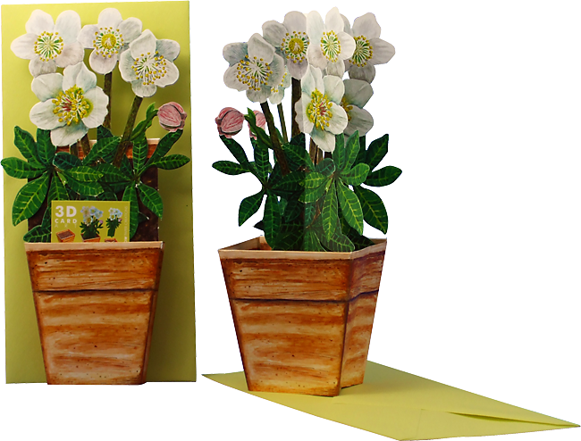 Christmas Rose In Pot (650x494), Png Download