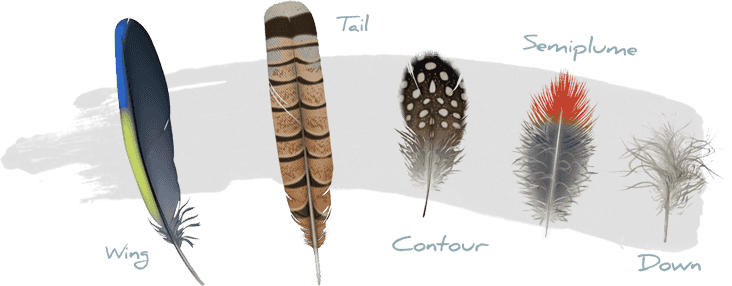 Birds Feathers With Name (732x286), Png Download
