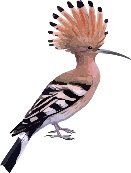 Hoopoe Bird Shower Curtain (450x594), Png Download