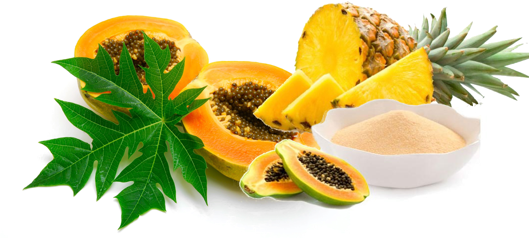 Natural Enzymes Manufacturers - Carica Papaya Leaf (1115x479), Png Download