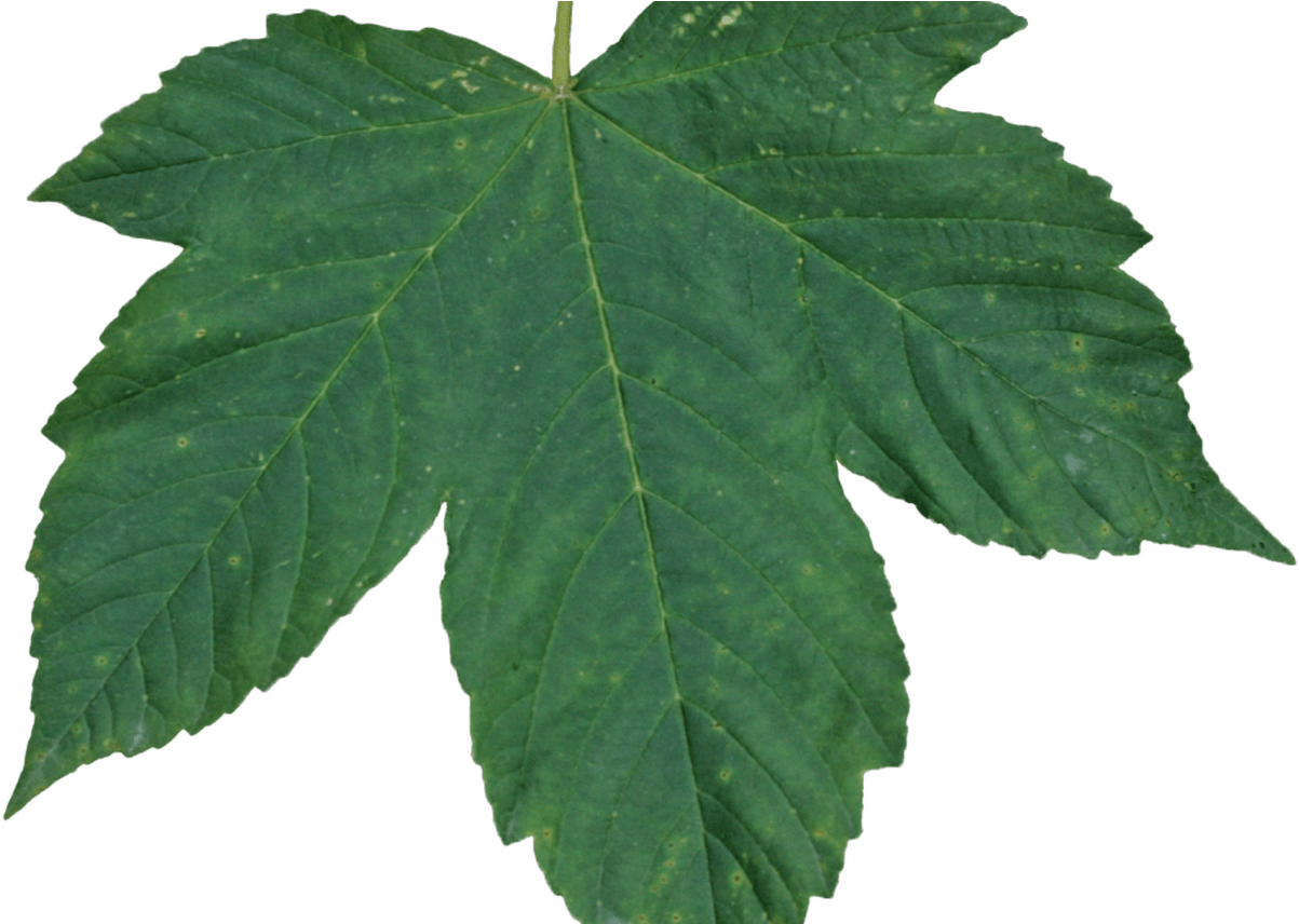 Green Leaves Png Icon Web Icons Png - Leaf With Alpha (1368x855), Png Download