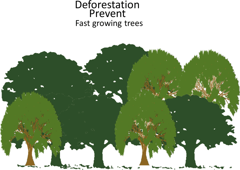 Deforestation Prevent Fast Growing Trees Image - Fast Growing Trees, Llc (988x698), Png Download