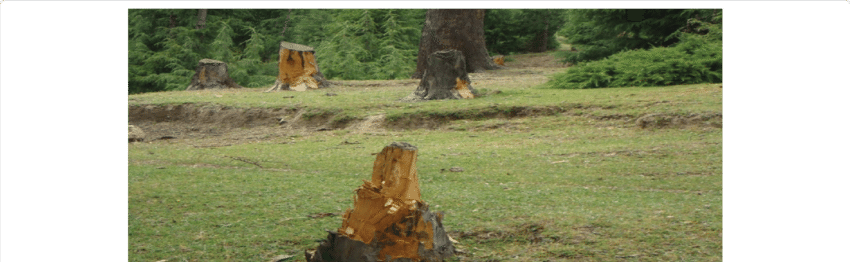 Deforestation In The Forest Areas Of The Study Area - Tree Stump (850x262), Png Download