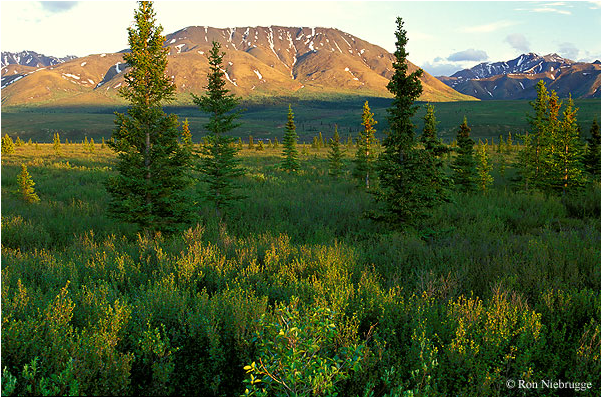 Logging And Deforestation Is Also Bad To Ecosystems - Taiga Biome In Northern Europe (631x651), Png Download