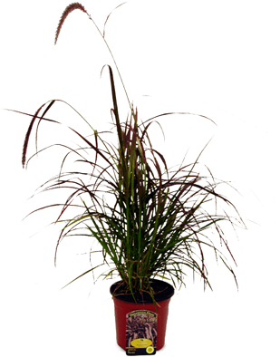 Perennials - Perennial Plant (400x400), Png Download