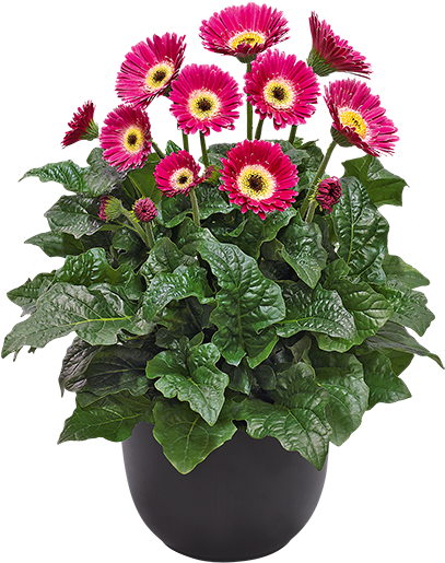 Cut Flower Drought Tolerant Drought Tolerant Perennial - Gaillardia Aristata Spin Top Red (600x600), Png Download