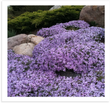 Perennials - Before And After (400x400), Png Download