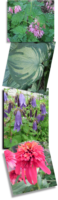 Perennial Plant (246x836), Png Download