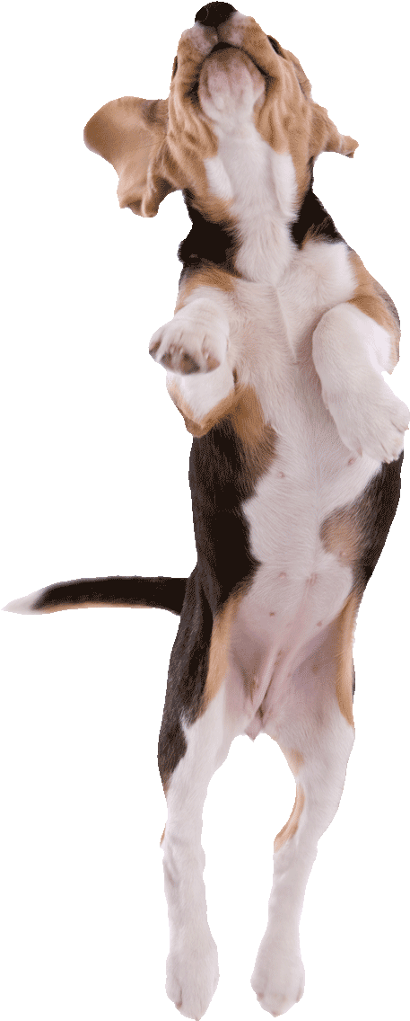 Beagle Pup Jumping Png500 - Cachorro Pulando (500x1166), Png Download