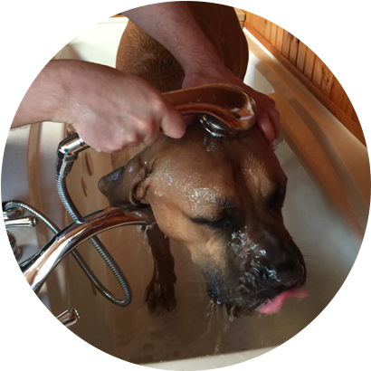 The 26 Rural Acres Of Woods And Fields And Trails And - Companion Dog (500x412), Png Download