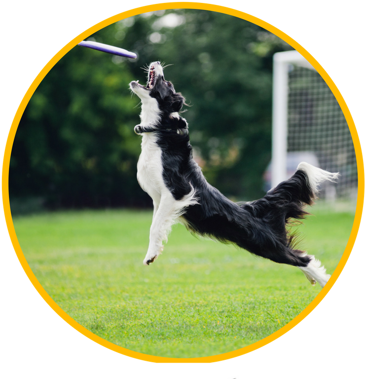 We Are The Only Dogwalking Service In Austin With A - Dog Jumping For Frisbee (800x800), Png Download
