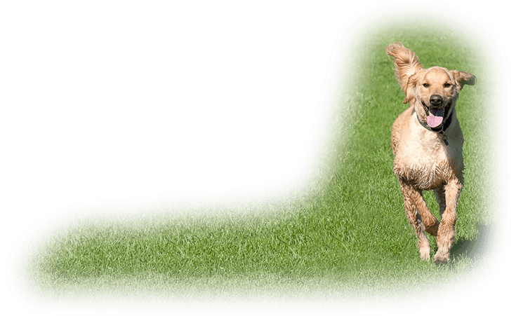 Dog Daycare That Makes Dogs Smile - Dog Catches Something (744x450), Png Download