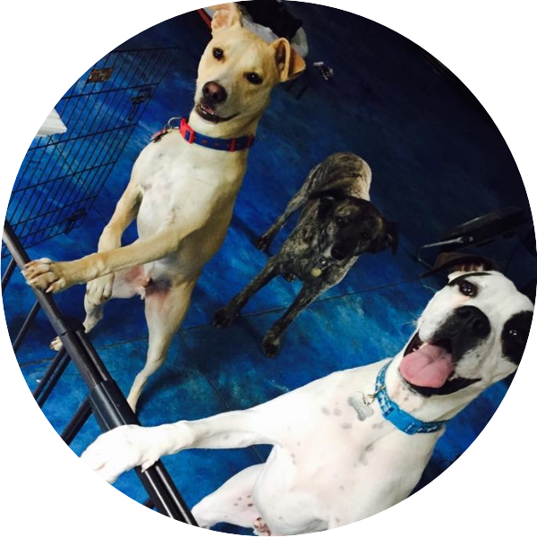 Doggie Inn Testimonial - Testimonial (600x600), Png Download