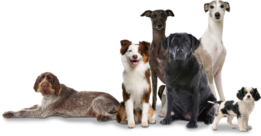 Group Of Dogs Png (529x275), Png Download