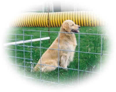 Does Your Dog Need Some Training Problems Like Jumping - Slovak Cuvac (400x317), Png Download