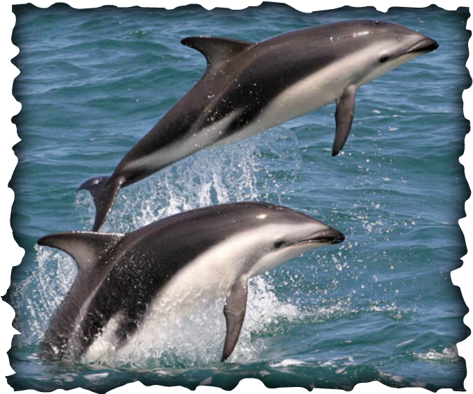 Common Bottlenose Dolphin (681x567), Png Download