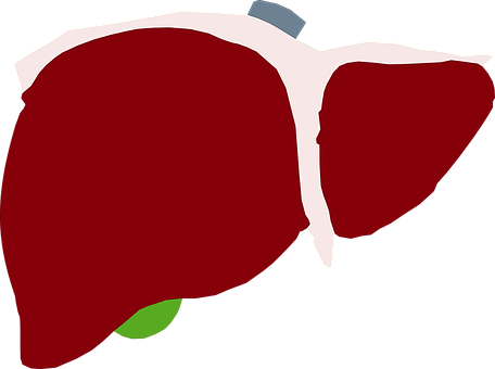 Human Liver, Liver, Red Liver, Heart - Liver (456x340), Png Download