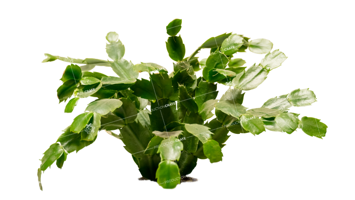 Graphicscrate Plant • Png - Houseplant (720x405), Png Download